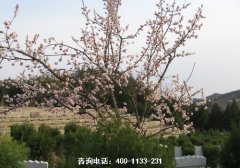 陕西省安康鸿龙寨生态公墓位置地址、联