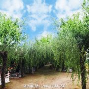 天津市西青区林园墓园风水环境好吗？